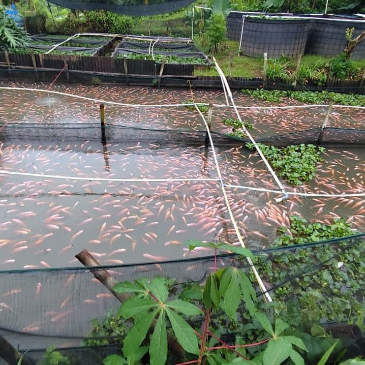Kolam nila Mekarwangi