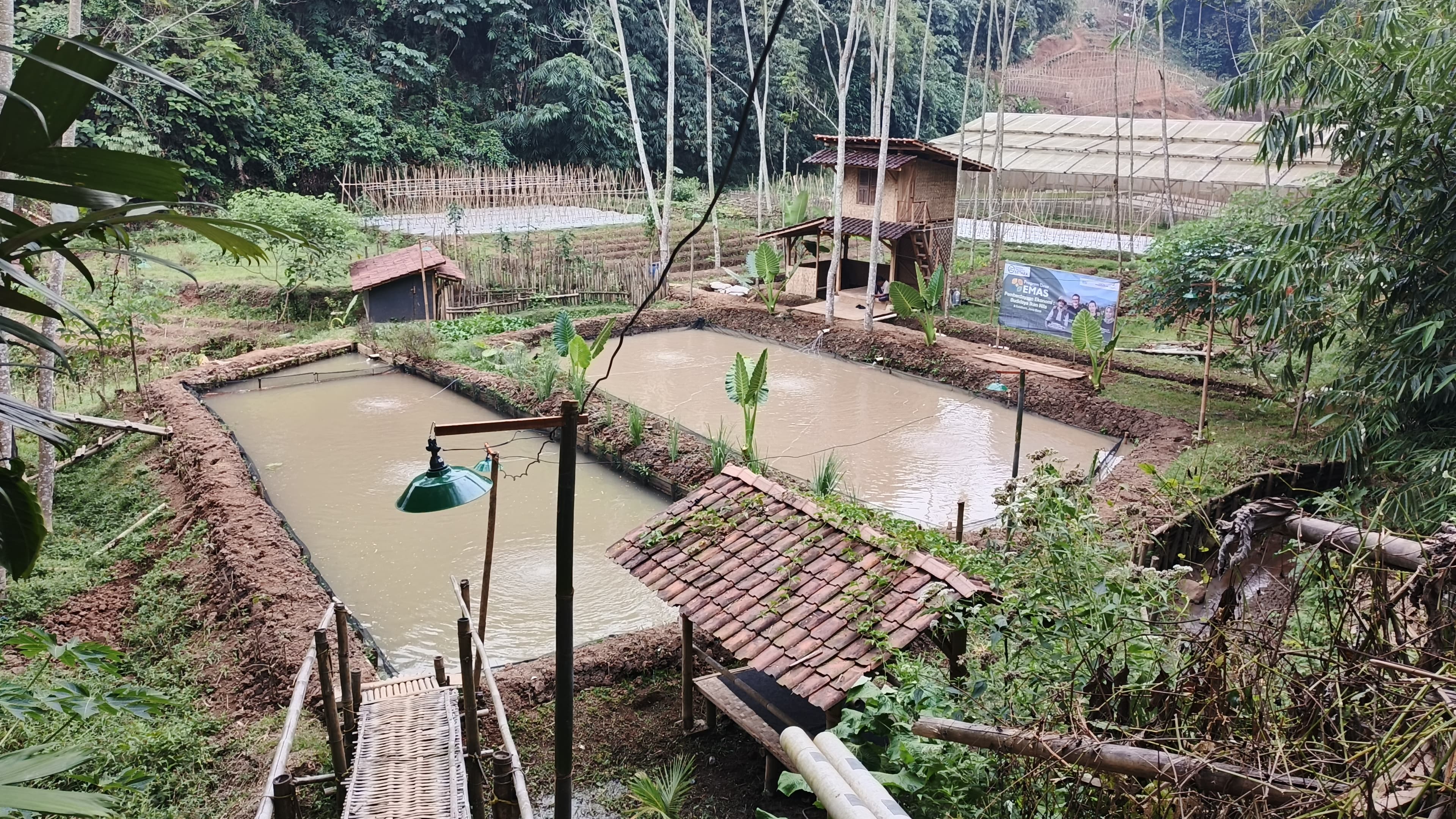 Kolam nila Sukabumi
