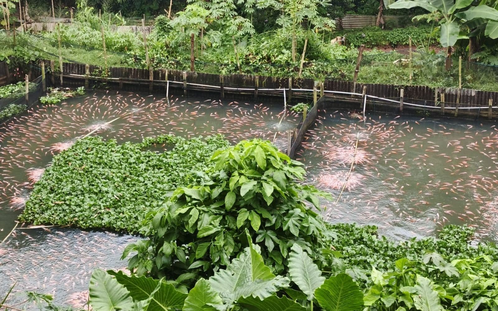 Kolam budidaya Amerta Fishery di Bogor