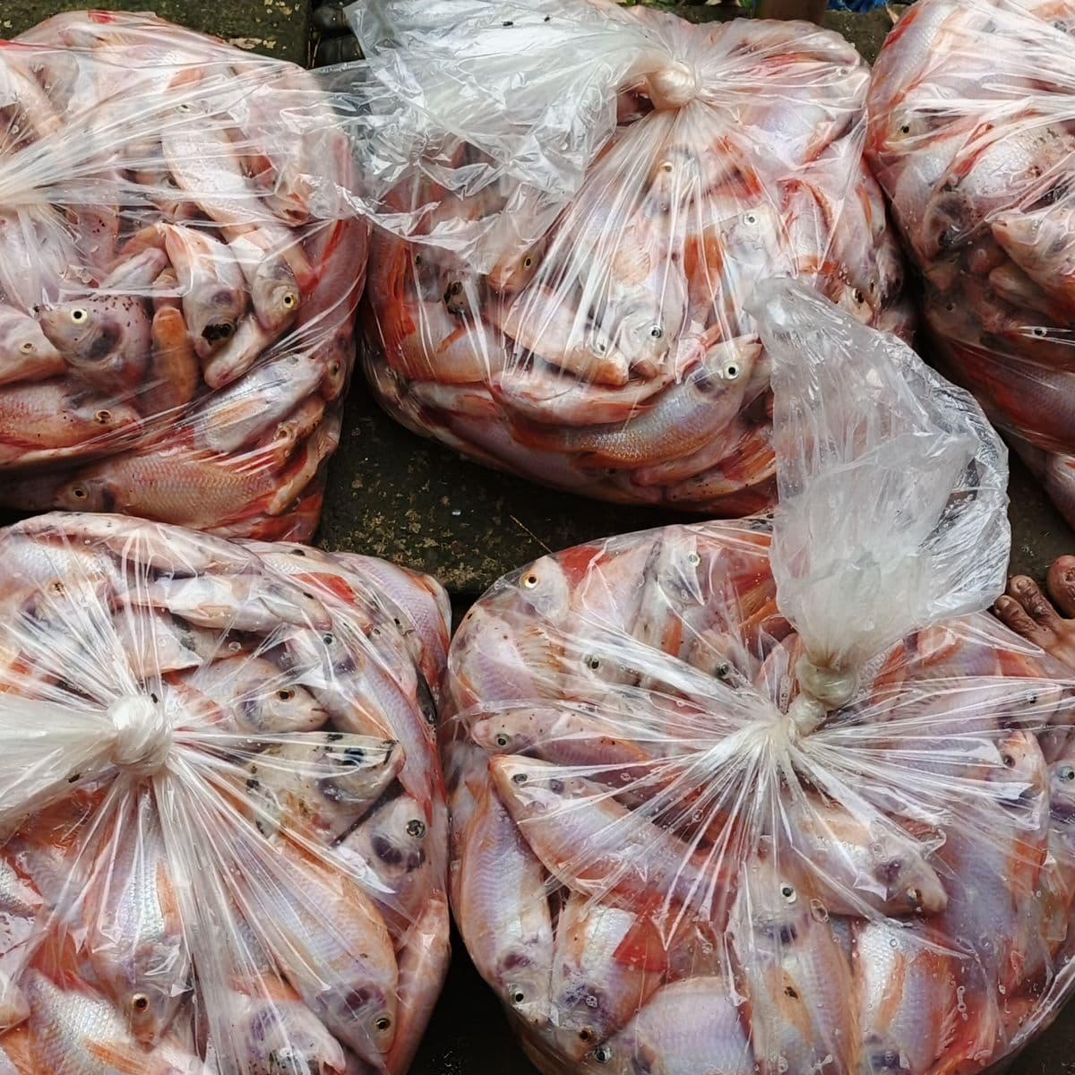 Kemas per pesanan