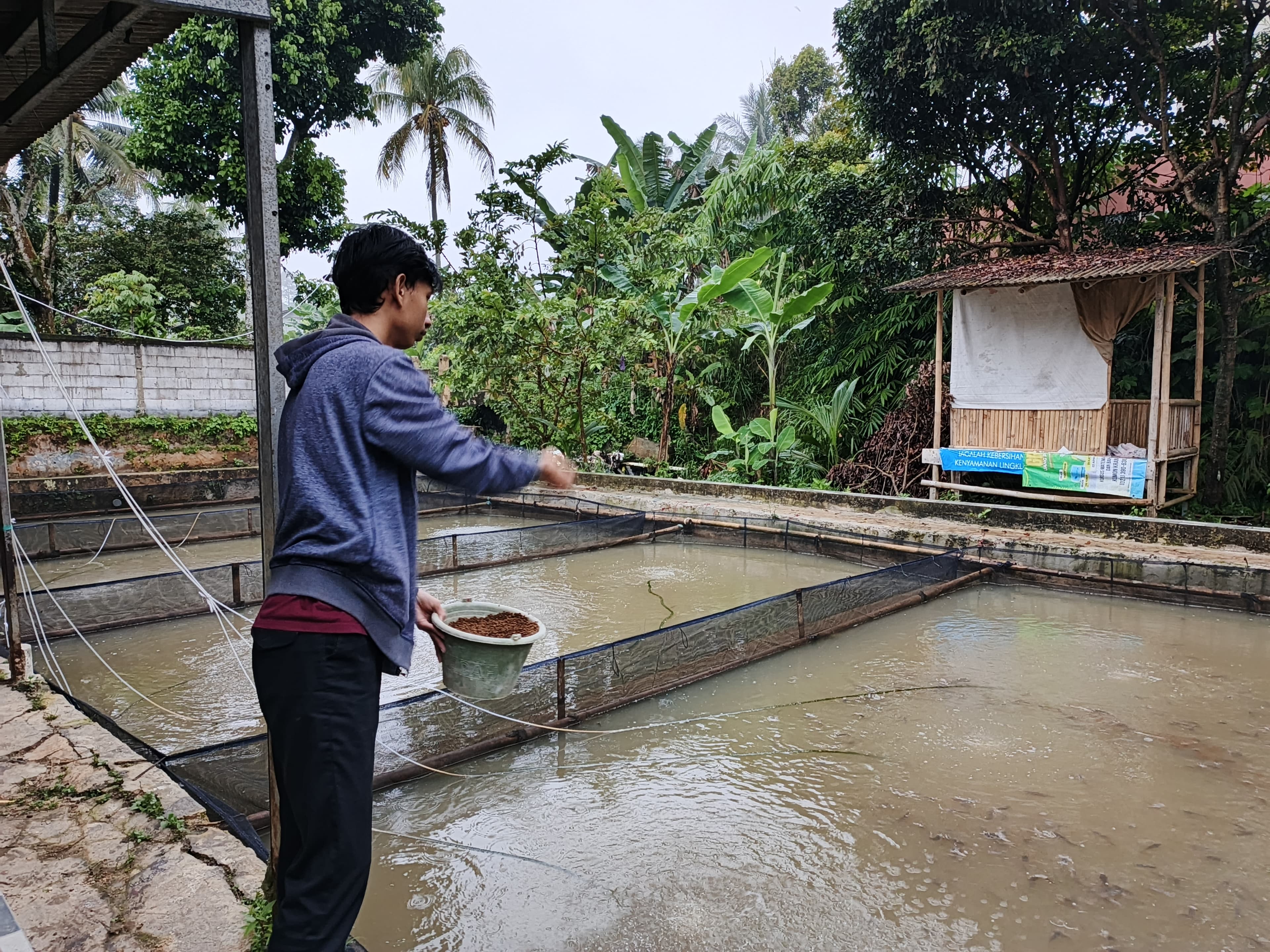 Pemberian pakan ikan