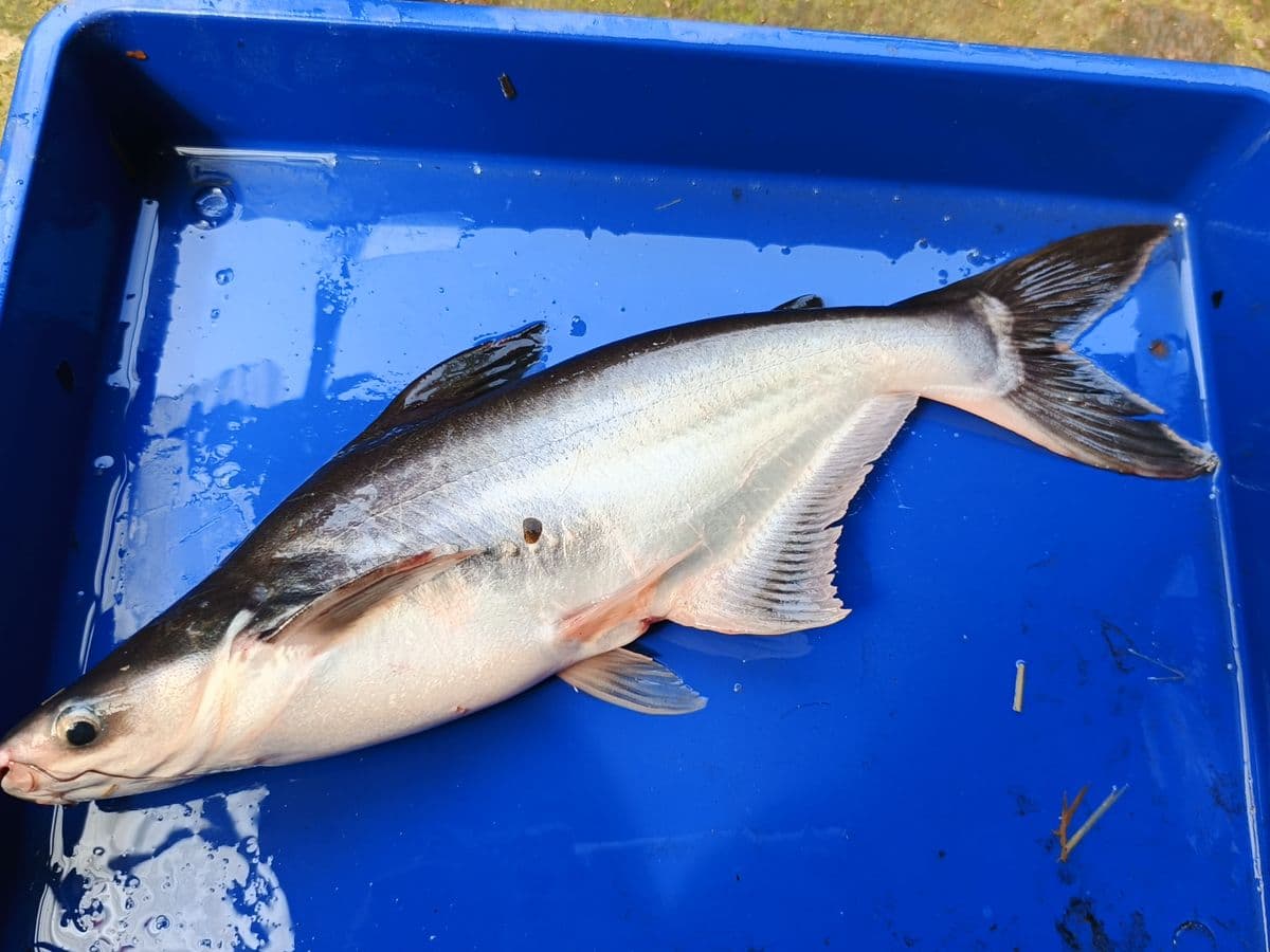 Ikan Patin dari Amerta Fishery