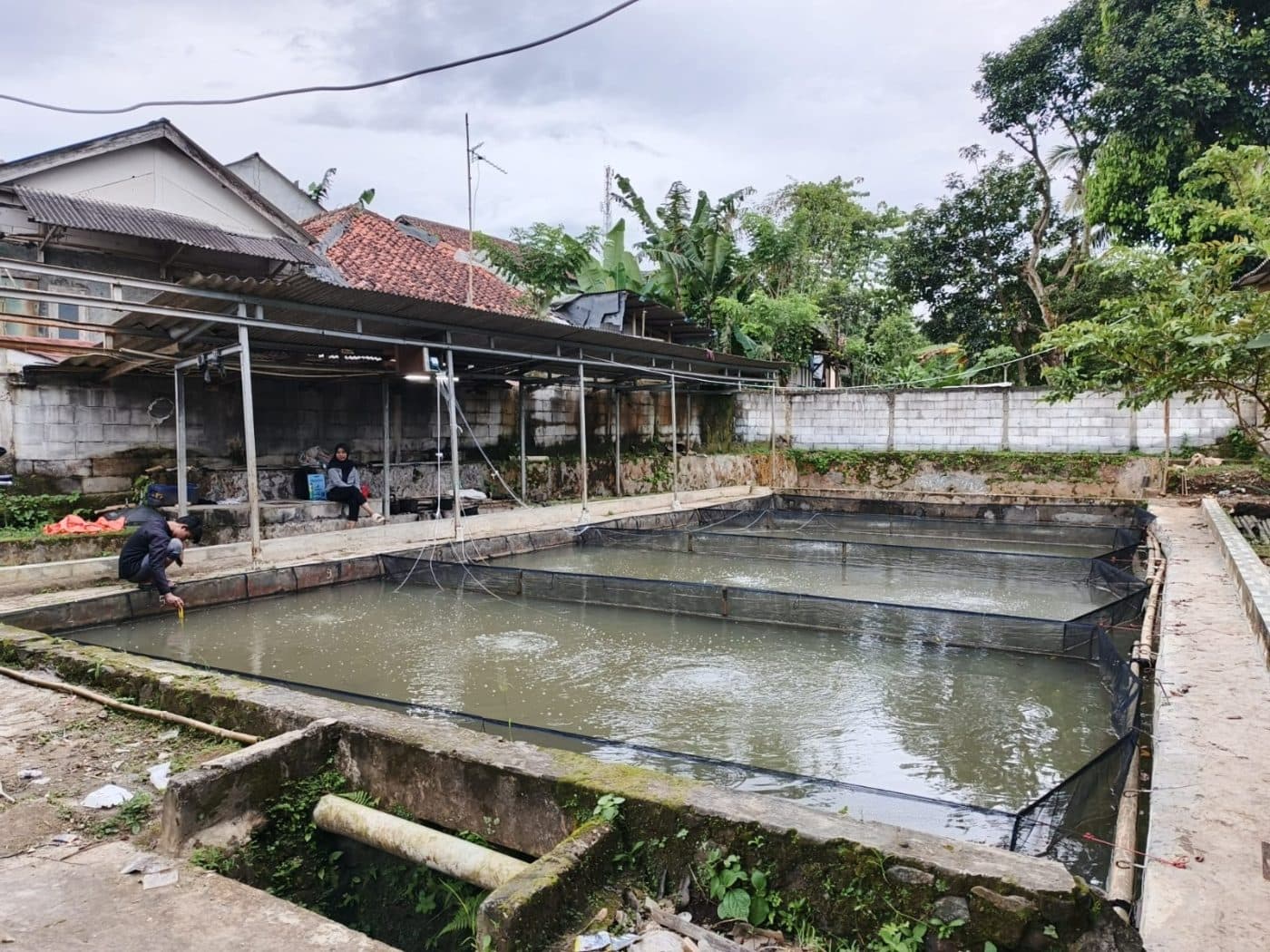 Panduan Lengkap Budidaya Ikan Lele Bersama Amerta Fishery: Dari Persiapan Kolam hingga Panen